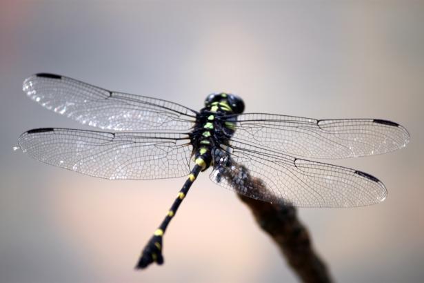 black-and-green-dragonfly-closeup